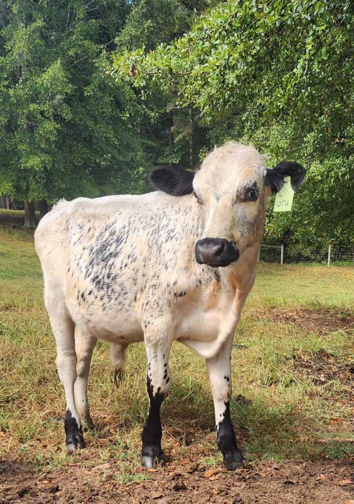 Crossbred bull dexter for sale